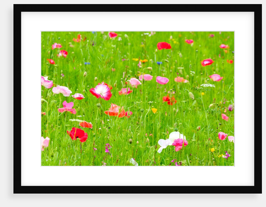 Meadow flowers by Assaf Frank